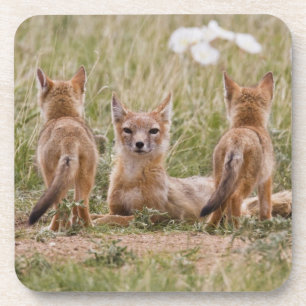 Swift Vos (Vulpes velox) vrouwtje met jongen bij Onderzetter