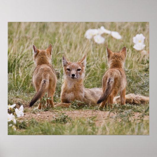 Swift Vos (Vulpes velox) vrouwtje met jongen bij Poster (Voorkant)