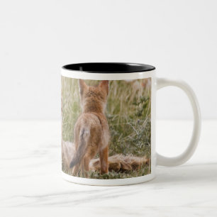 Swift Vos (Vulpes velox) vrouwtje met jongen bij Tweekleurige Koffiemok