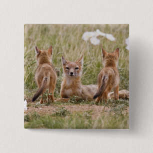 Swift Vos (Vulpes velox) vrouwtje met jongen bij Vierkante Button 5,1 Cm