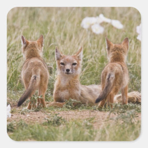 Swift Vos (Vulpes velox) vrouwtje met jongen bij Vierkante Sticker