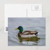 Swim Mallard Swim Briefkaart (Voorkant / Achterkant)