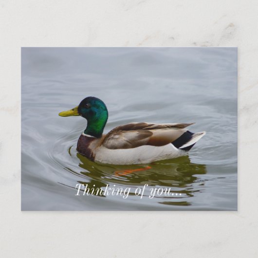 Swim Mallard Swim Briefkaart (Voorkant)
