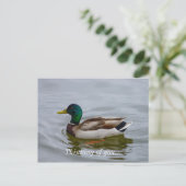 Swim Mallard Swim Briefkaart (Staand voorkant)