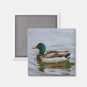 Swim Mallard Swim Magneet (Voorkant / Achterkant)