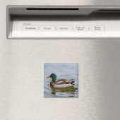 Swim Mallard Swim Magneet (Insitu (Vaatwasser))