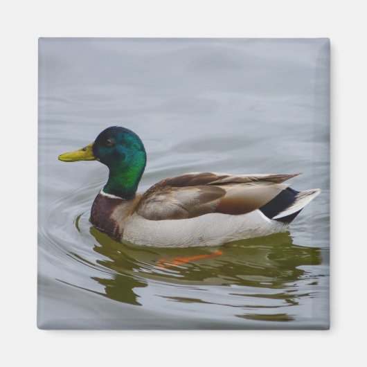 Swim Mallard Swim Magneet (Voorkant)