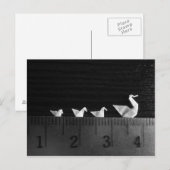 Swim voor 3cm-reeks briefkaart (Voorkant / Achterkant)