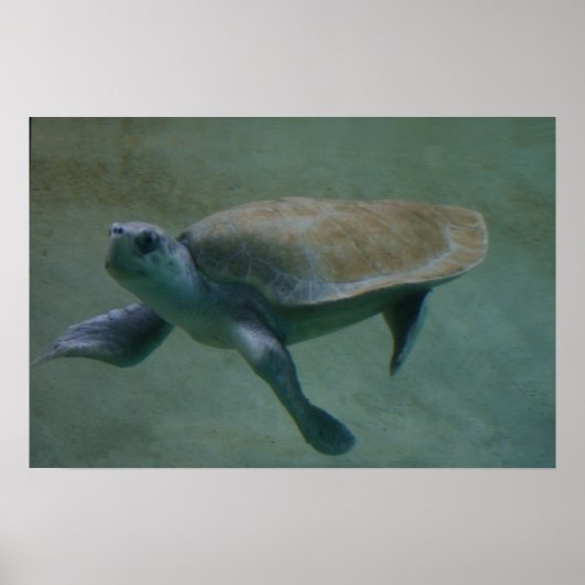 Swimmin Poster (Voorkant)