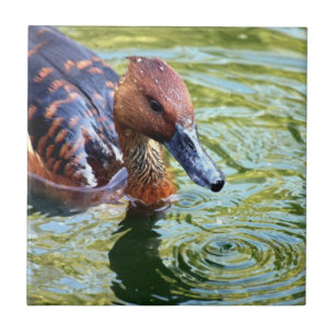 Swimming Duck Tegeltje