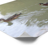 Swimming Ducks Poster (Hoek)