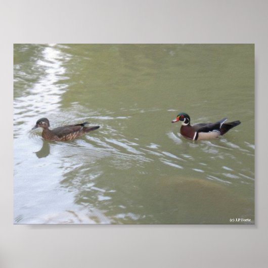 Swimming Ducks Poster (Voorkant)