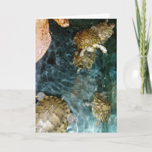 "Swimming Turtles" - Hartelijk dank voor uw kaart (Voorkant)
