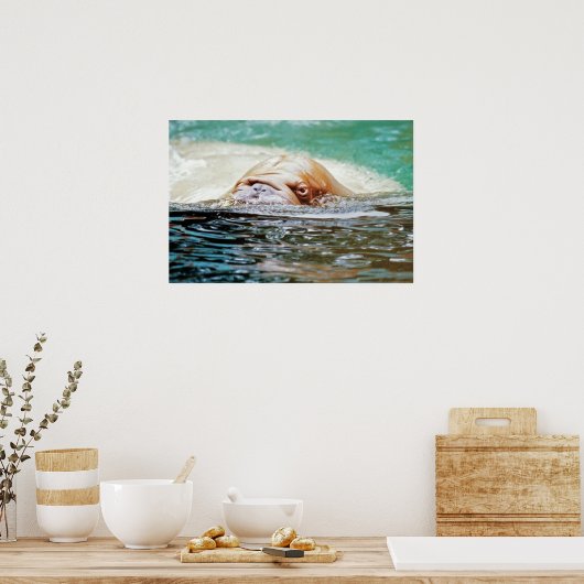 Swimming Walrus Poster (Keuken)