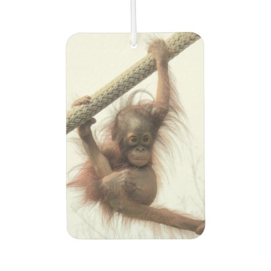 Swinging Baby Orangutan luchtverfrisser (Voorkant)