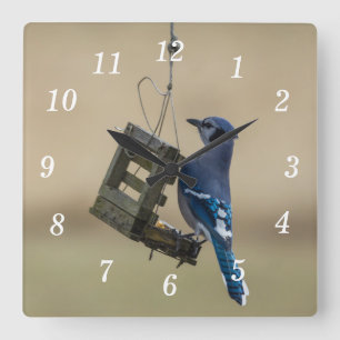 Swinging Blue Jay Wandklok
