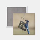 Swingle Blue Jay Magneet (Voorkant / Achterkant)