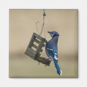 Swingle Blue Jay Magneet