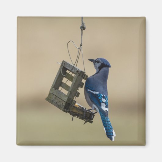 Swingle Blue Jay Magneet (Voorkant)