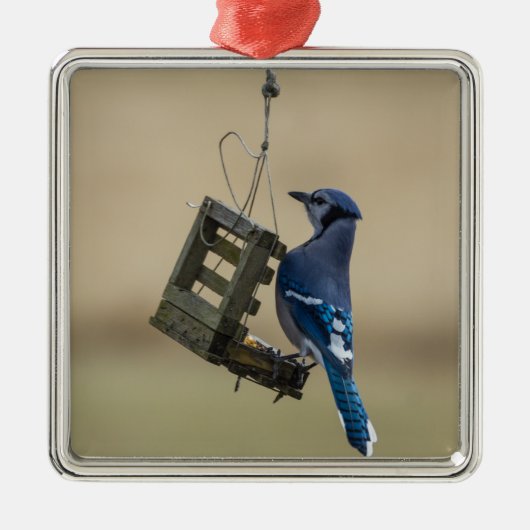 Swingle Blue Jay Metalen Ornament (Voorkant)