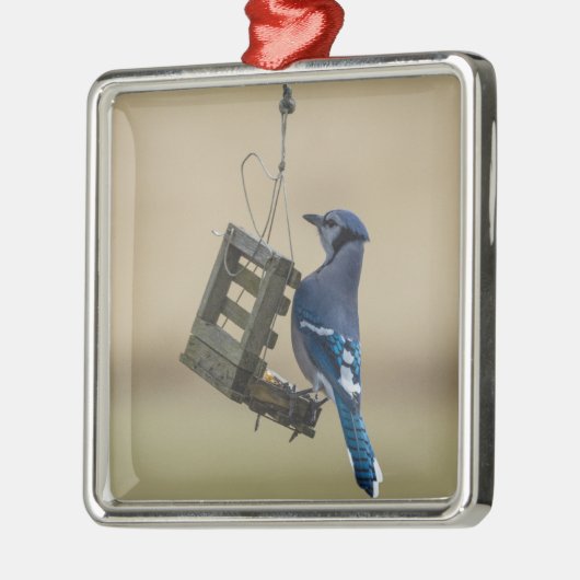 Swingle Blue Jay Metalen Ornament (Links)