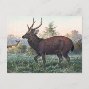 Swinhoe's Deer van Joseph Wolf Briefkaart