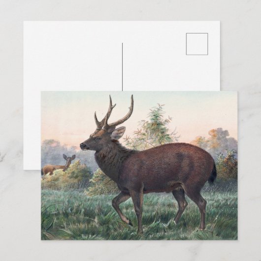Swinhoe's Deer van Joseph Wolf Briefkaart (Voorkant / Achterkant)