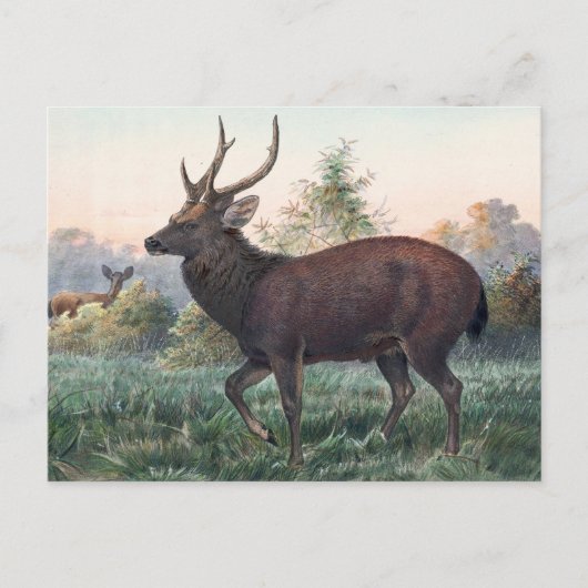 Swinhoe's Deer van Joseph Wolf Briefkaart (Voorkant)