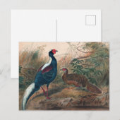 Swinhoe's fazant van Joseph Wolf Briefkaart (Voorkant / Achterkant)
