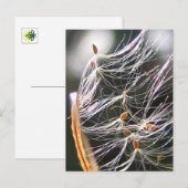 Swirling Milkweed Poof Carnival Ridew Nature Briefkaart (Voorkant / Achterkant)