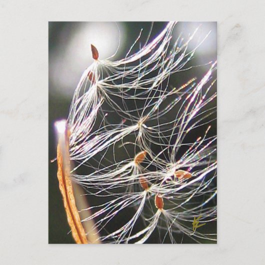 Swirling Milkweed Poof Carnival Ridew Nature Briefkaart (Voorkant)