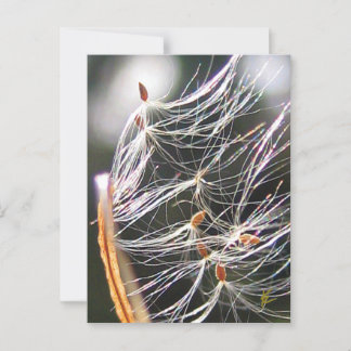 Swirling Milkweed Poof Carnival Ridew Nature Briefkaart
