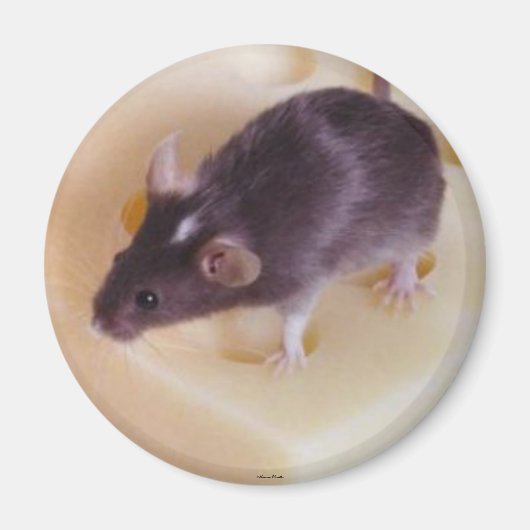 Swiss Cheese Mouse Magnet (Voorkant)