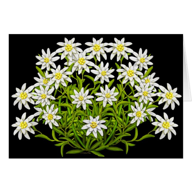 Swiss Edelweiss Flowers Card (Voorkant Horizontaal)