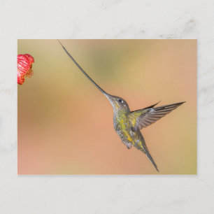 Sword-Bodemvogel in vlucht Briefkaart