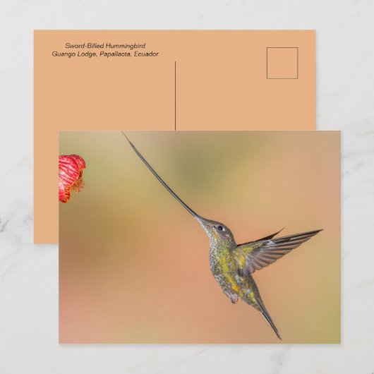 Sword-Bodemvogel in vlucht Briefkaart (Voorkant / Achterkant)