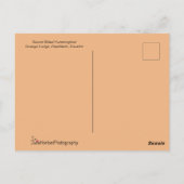 Sword-Bodemvogel in vlucht Briefkaart (Achterkant)