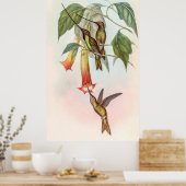 Sword-kiezelvogel Poster (Keuken)