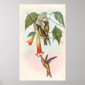 Sword-kiezelvogel Poster (Voorkant)