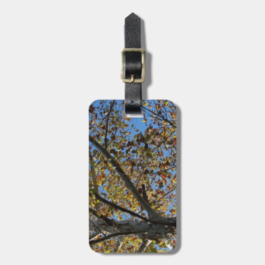 Sycamore-boom in de herfst tegen een blauwe hemel bagagelabel (Voorkant verticaal)