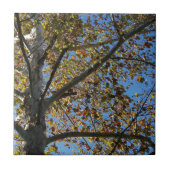 Sycamore-boom in de herfst tegen een blauwe hemel tegeltje (Voorkant)