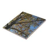 Sycamore-boom in de herfst tegen een blauwe hemel tegeltje (Zijkant)