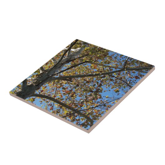 Sycamore-boom in de herfst tegen een blauwe hemel tegeltje (Zijkant)