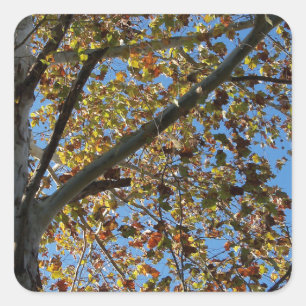 Sycamore-boom in de herfst tegen een blauwe hemel vierkante sticker