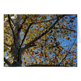 Sycamore-boom in de herfst tegen een blauwe kaart