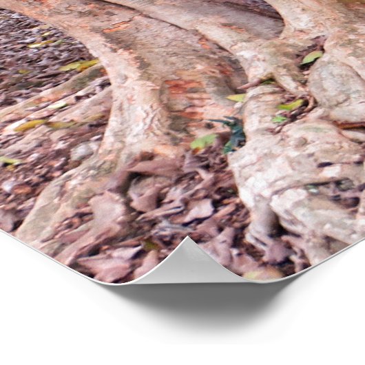 Sycamore Fig Tree Poster (Hoek)