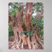 Sycamore Fig Tree Poster (Voorkant)