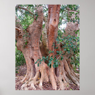 Sycamore Fig Tree Poster
