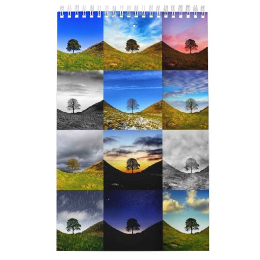 Sycamore Gap 2024 Kalender (Hoes)