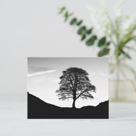 Sycamore Gap Briefkaart (Staand voorkant)